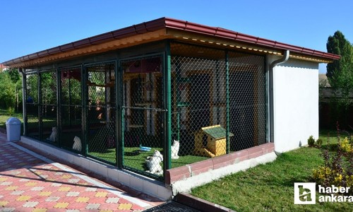 Pursaklar Belediyesi Kedi Evine tüm kediseverleri bekliyor