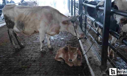 Gıdada yapaylaşmaya çözüm bulundu: İşte doğal ve sağlıklı yaşamın formülü