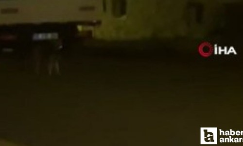 Ankara'da aç kalan yaban hayvanları şehir merkezine indiler