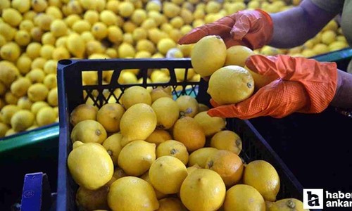 Bakan Bolat, limon ihracatındaki geçici kısıtlamanın kaldırıldığını duyurdu