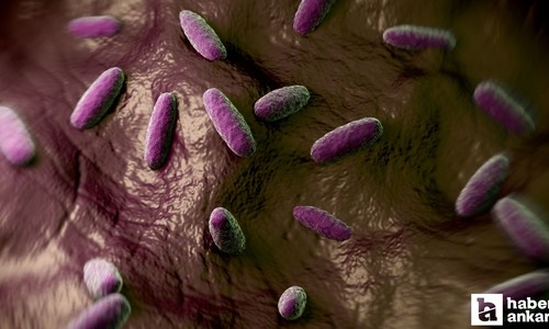 L. monocytogenes bakterisi nedir, nereden bulaşır, ölümcül mü?