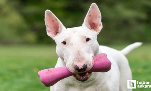 Yenimahalle'de 10 bin Euro değerindeki köpeği çalan şüpheli tutuklandı