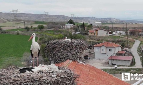 Baharın müjdeleyicisi leylek ve flamingolar Sarıyar Barajı'ndaki evlerine ulaştı