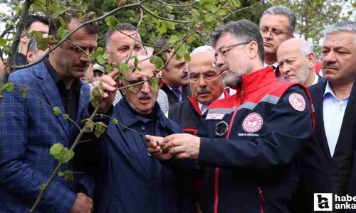 Zirai dondan etkilenen ağaçlara budama yapılmamalı