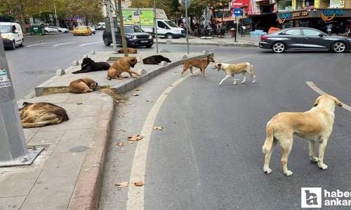 51 ildeki başıboş köpekler haziran ayına kadar toplanacak