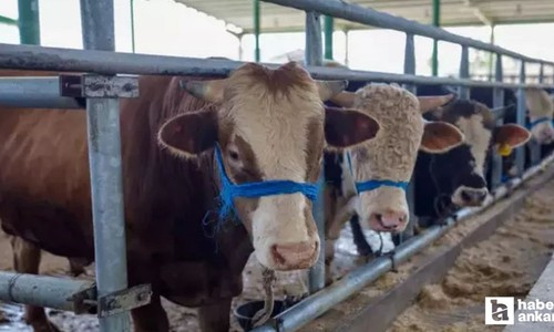 Vekalet yoluyla kurban kesim bedeli ne kadar?