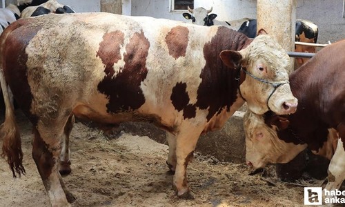 Kurban bayramı öncesi yeni düzenleme: Hayvan nakillerine sıkı denetim