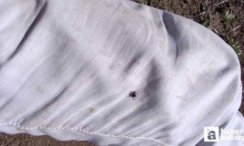 Yozgat'ta kene alarmı: Uzman isim uyardı