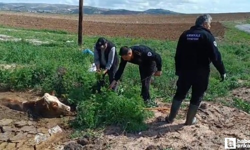 Kırıkkale'de bataklığa saplanan ineği itfaiye ekipleri kurtardı