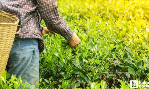 ÇAYKUR mevsimlik işçi alımı yapıyor: ÇAYKUR 1500 işçi alım başvuru ekranı