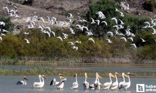 Nallıhan'da 31 Mayıs - 15 Haziran arasında foto safari yarışması düzenlenecek