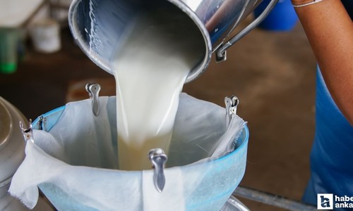 Türkiye'nin bu yıl çiğ süt ihracatında 700 milyon dolar ulaşması bekleniyor