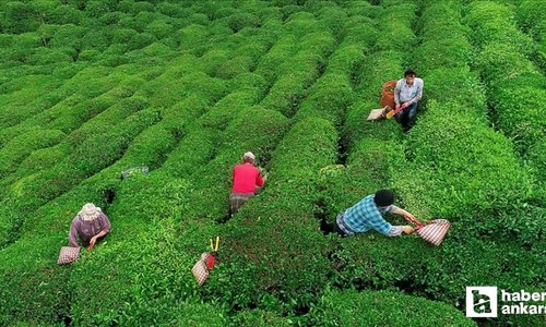 2025 yaş çay alım fiyatı açıklandı! 1 ton çay kaç TL oldu?