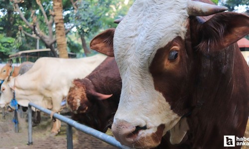 Kurban Bayramı öncesinde duyuruldu: İzin verilmeyecek