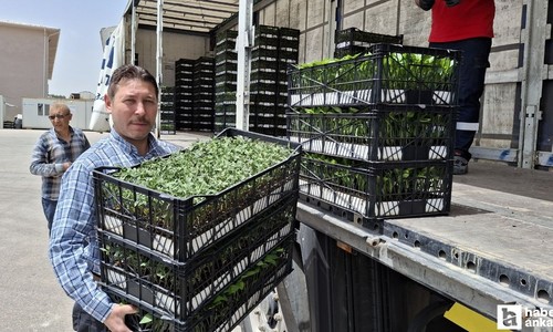 ABB'den Beypazarı'ndaki çiftçilere domates ve biber fidesi desteği