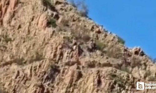 Beypazarı'nda koyunlarını otlatan çoban domuz sürüsüyle karşılaştı