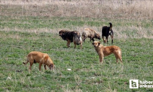 Vali Şahin Ankara'da kaç başıboş sokak hayvanı toplandığını açıkladı