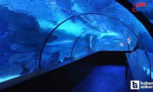 Deniz değil, Okyanus Ankara'ya geldi! Başkentin büyülü dünyası görmeyen kalmasın