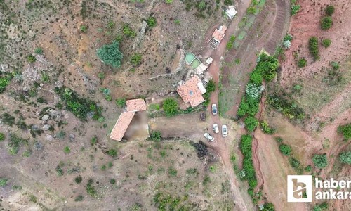 Kırıkkale'de ağıra giren kurt, 16 küçükbaş hayvanı telef etti!