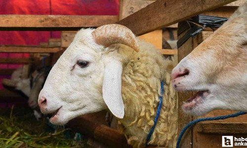 Kurban Bayramı'nda göz ardı edilen 'Kist Hidatik' tehlikesine dikkat!