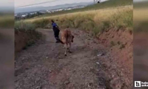 Akyurt'ta kaçan kurbanlıklar tek tek yakalandı