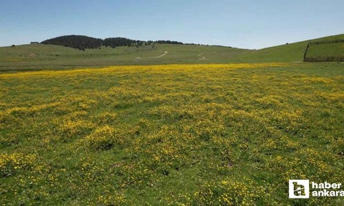 Ankaralılar bayramın tadını Kızılcahamam yaylalarında çıkardı!