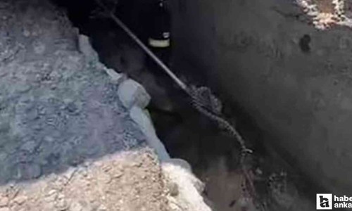 Çamlıdere'de aracın altına giren yılana belediye ekipleri müdahale etti