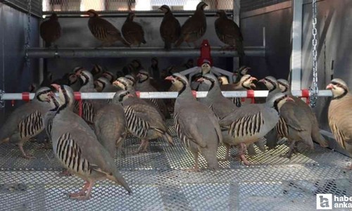 Bakanlık duyurdu: Keneyle mücadele için doğaya salınacaklar!