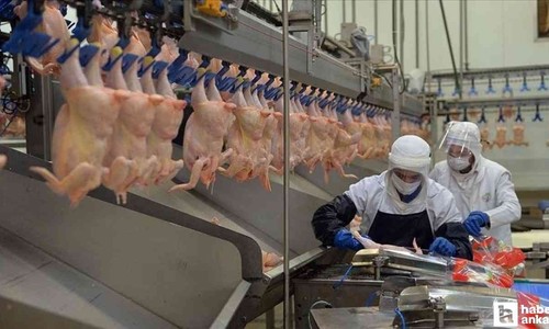 TÜİK: Tavuk eti üretimi artarken tavuk yumurtası üretimi azaldı