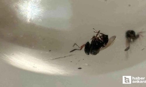Ankara'da üretilen 20 bin Samurai arısı doğaya salındı
