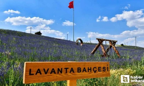 Kartpostallık resim için şimdi tam zamanı! Ankara'nın en güzel 3 lavanta bahçesi hem de bedava