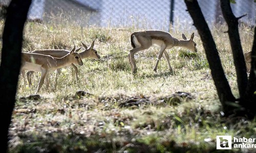 Altındağ Belediyesi'nin Altınköy Açık Hava Müzesi'nde üç ceylan yavrusu dünyaya geldi