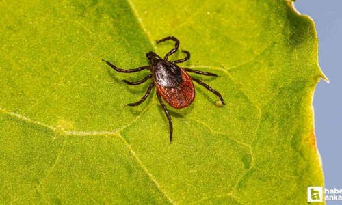 Kene ısırığında belirtiler hemen ortaya çıkmayabiliyor
