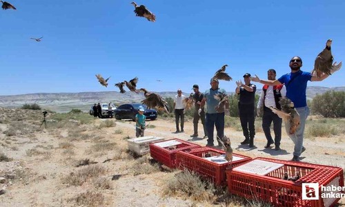 Beypazarı'nda kene ile mücadele için 200 keklik doğaya salındı
