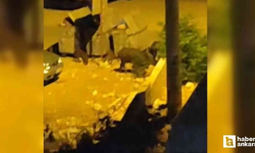 Ayaş'ta şehir merkezine inen domuz sürüsü tedirgin etti