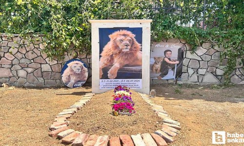 Öldürülen Aslan Zeus'un sahibi Ankara'da temsili mezar yaptırdı