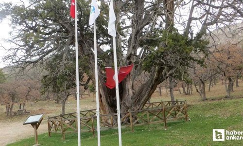 750 yıldır ayakta! Ankara'nın anıt ağacı asırlara meydan okuyor!