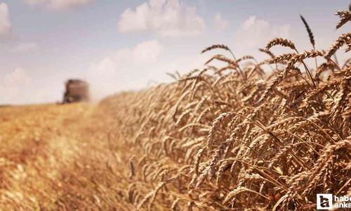Altındağ Belediyesi'nden Hasat Şenliği duyurusu! 3 gün sürecek