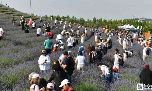ABB'den Başkentlilere Lavanta Hasat Şenliği etkinliği!