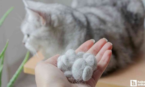 Kedi tüyü öldürür mü? Akciğere kedi tüyü kaçması belirtileri
