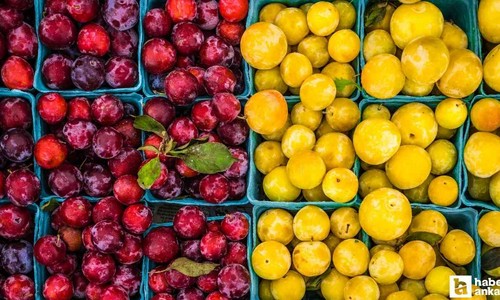 Sincan Belediyesi Üretici Köylü Pazarları haftanın 5 günü kuruluyor