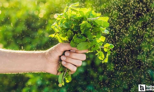 ABB, Tıbbi ve Aromatik Bitki Yetiştiriciliği kurs başvurularının başladığını duyurdu