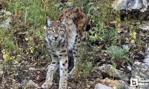 Danimarka'da yırtıcıların beslenmesi için evcil hayvanların bağışlanması istendi