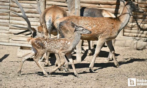 Altındağ Belediyesi'nin müze ailesine 1 geyik yavrusu katıldı