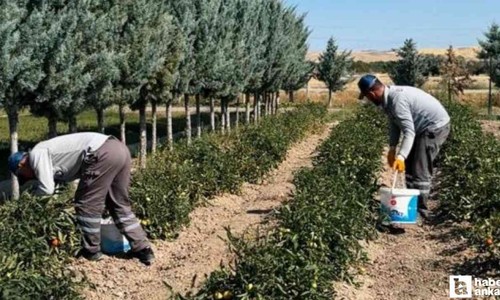 Sincan Belediyesi'nin Eko Çiftlik Sıfır Atık Eğitim Merkezi'nde yetişen organik sebzeler vatandaşların sofrasında!