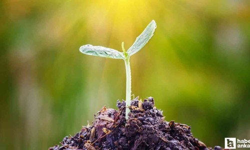 Sincanlı çiftçilere yüzde 75 hibeli tohum desteği verilecek