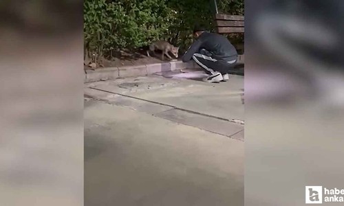 Etimesgut'ta parkta yiyecek arayan tilki görüntülendi