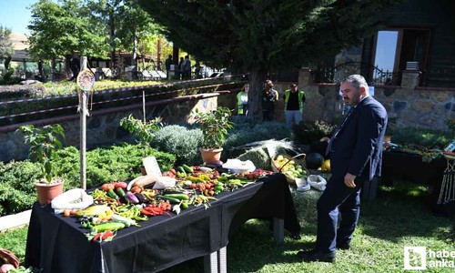 Pursaklar Belediyesi'nin teşviği ile 'Yerli Tohum' hasadı başladı