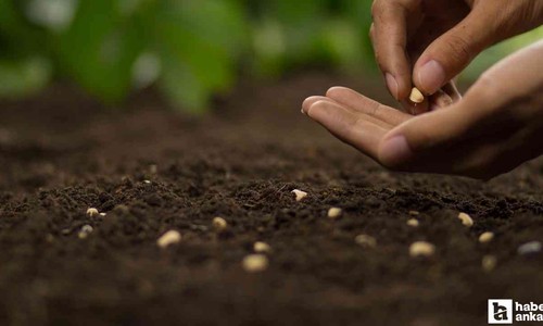 Sincan Belediyesi'nin hibeli buğday tohumu desteği başvuruları 30 Eylül'de sona erecek