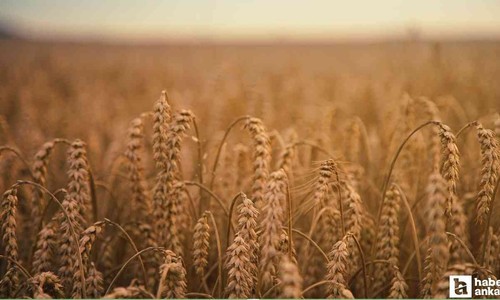 TİGEM, 4 milyon kilogramdan fazla buğdayı açık artırma usulüyle satacak